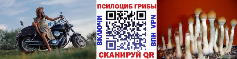 Псилоцибиновые грибы ЛСД  Камбарка 